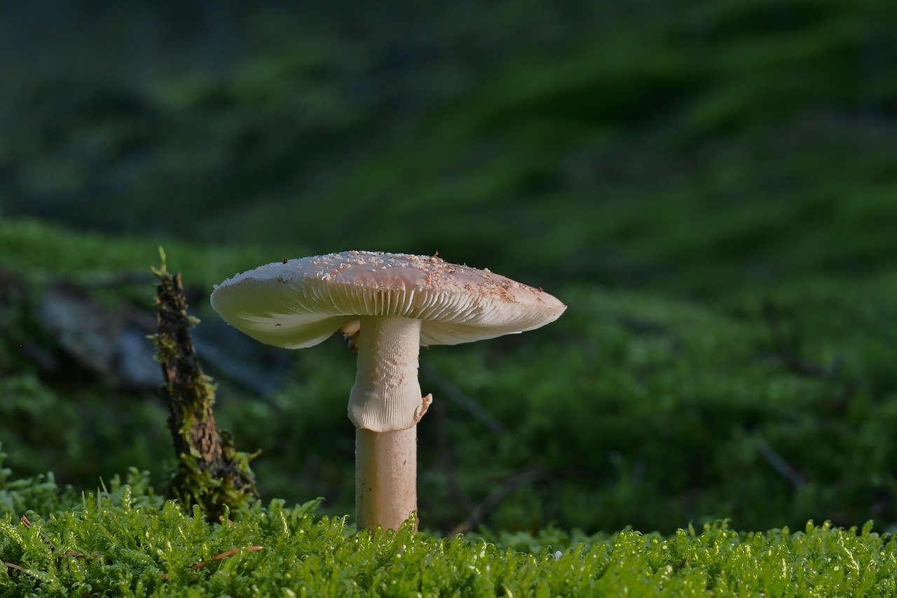 life cycle of mushroom